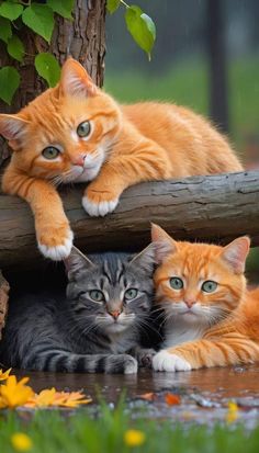 three cats laying on the ground next to a tree