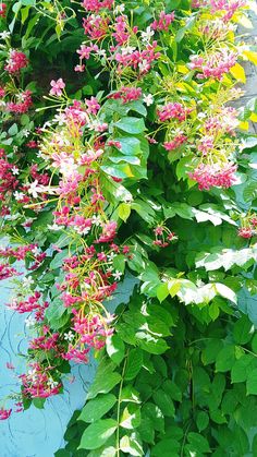 pink and white flowers are growing on the side of a building in front of green leaves