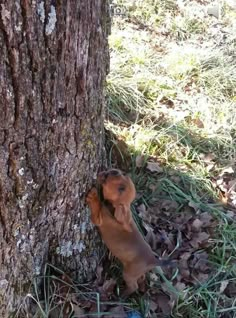 a small brown dog standing next to a tree