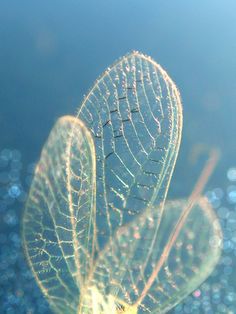 a close up view of a leaf with water droplets on it's leaves and blue sky in the background