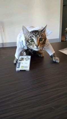 a cat is sitting on top of a table with a piece of paper in it's mouth