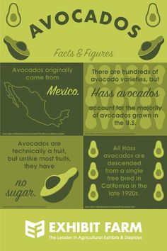 Green infographic about avocados. Text reads, "Avocados: Facts and Figures. Avocados originally came from Mexico. There are hundreds of avocado varieties, but Hass avocados account for the majority of avocados grown in America. Avocados are technically a fruit, but unlike most fruits, they have no sugar. All Hass avocados are descended from a single tree bred in California in the late 1920s." National Guacamole Day, Avocado Infographic, Holidays In November, Avocado Facts, Avocado Varieties, November Holidays, Food Holidays, Cool Facts, Breakfast Eggs