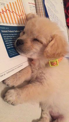 a small dog laying on top of a bed next to a paper with an upward graph in it's mouth