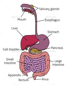 the anatomy of the human body including the stomach, intestine and livers