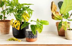 several potted plants sitting on top of a wooden table