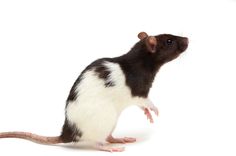 a black and white rat standing on its hind legs