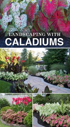 landscaping with caladiums and other flowers in the garden, including plants that look like they