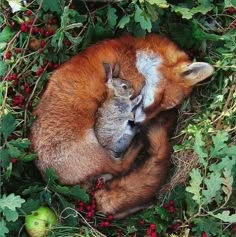 a baby fox cuddles with it's mother in an apple tree surrounded by berries