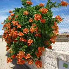 orange flowers growing on the side of a white wall next to a fence and beach