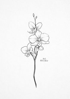 a black and white drawing of a flower on a sheet of paper with the words orchids written below it