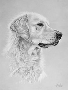 a black and white drawing of a dog