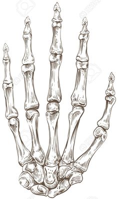 an illustration of the bones of a human hand stock photo, images and royalty illustrations