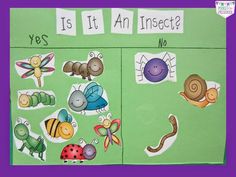 an insect themed bulletin board with pictures on it