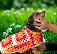 a small dog wearing a colorful sweater being petted by its owner in the grass