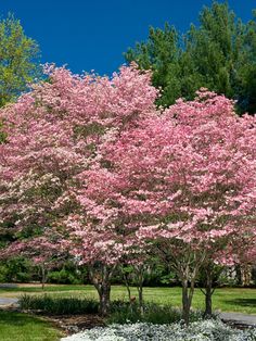 pink flowers are blooming on trees in the park