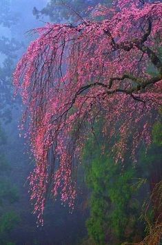 a tree with pink flowers in the fog