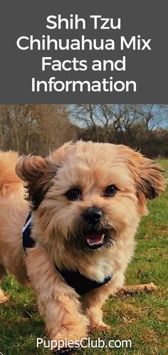 a small brown dog walking across a lush green field with text overlay reading shih tzu chihuahua mix facts and information