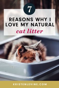 a cat laying in a litter box with the words 7 reasons why i love my natural cat litter