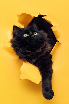 a black cat laying on top of a yellow floor next to torn up pieces of paper