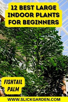 there are two trees in the middle of this photo with text overlay that reads, 12 best large indoor plants for beginners