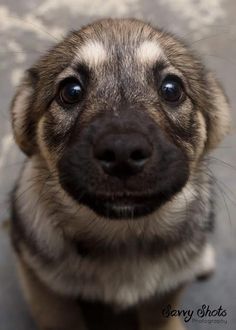 a brown and black dog looking up at the camera