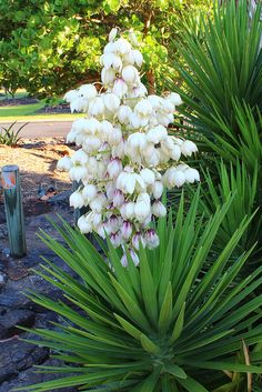 white flowers and green leaves in a garden