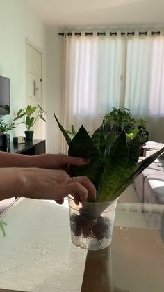 a person is placing plants in a vase on a table with a window behind them