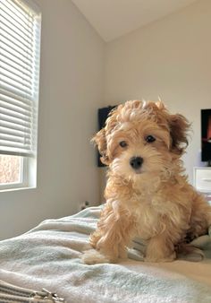 a small brown dog sitting on top of a bed