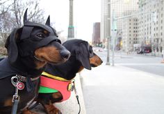 two dachshund dogs dressed up as batman and robin wayne on the sidewalk