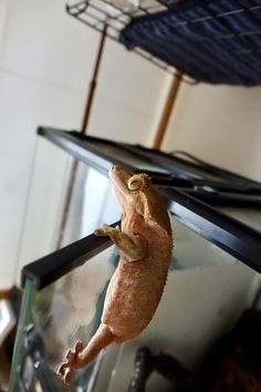 a lizard hanging upside down on a tv