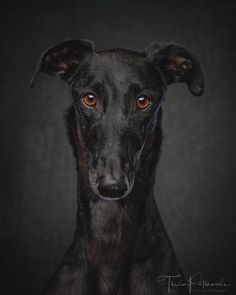 a black dog with orange eyes sitting in front of a dark background and looking at the camera