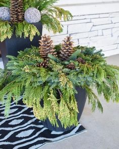 two potted plants with pine cones and evergreen needles