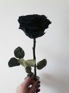 a person holding a black rose in their hand