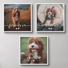 three pictures of dogs hanging on the wall