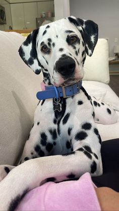 a dalmatian dog sitting on top of a couch