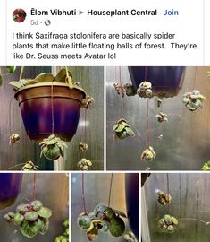 several pictures of plants hanging from the side of a wall with caption that reads, think saffraga stoloflora are basically spider plants that make little floating balls of forest they're