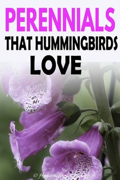 Perennials That Hummingbirds Love Hanging Basket Flowers, Attracting Hummingbirds, Backyard Birds Sanctuary, Hummingbird Food, Basket Flowers, Hummingbird Nectar, Backyard Shade