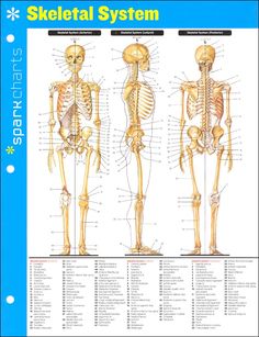 the skeletal system is shown in this poster