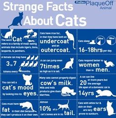 a blue poster with cats and dogs on it's side, says strange fact about cats