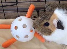 a brown and white guinea pig chewing on an orange toy