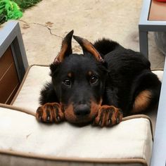 a black and brown dog laying on top of a chair