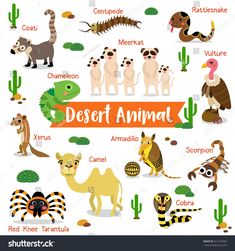 different animals and their names on a white background with cactuses, cacti, camel