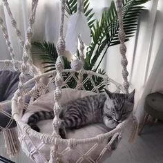 a cat is sleeping in a hammock chair