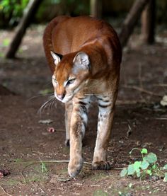 a small cat walking across a dirt ground next to green plants and trees in the background