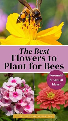 the best flowers to plant for bees