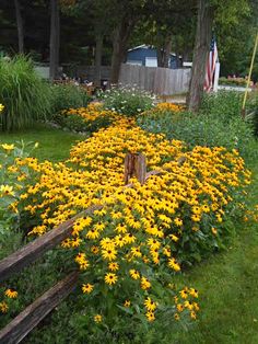 a garden with yellow flowers and green grass