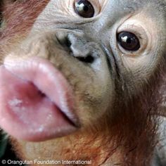 an orangutan sticking its tongue out to the camera