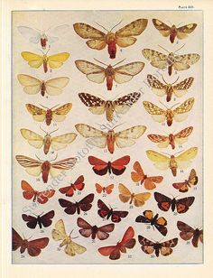 an old book with many different types of moths