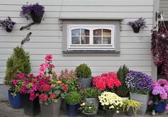 many different types of flowers are in front of a house with a white window and gray siding