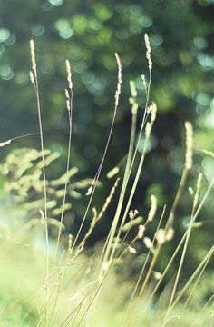 some tall grass with blurry trees in the background